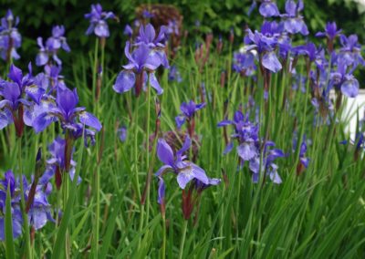 close up irises scotland