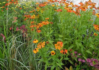 heleniums on terraced planter