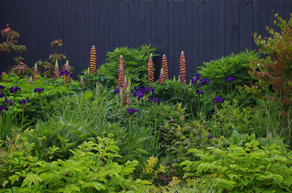 Suburban Garden, Giffnock