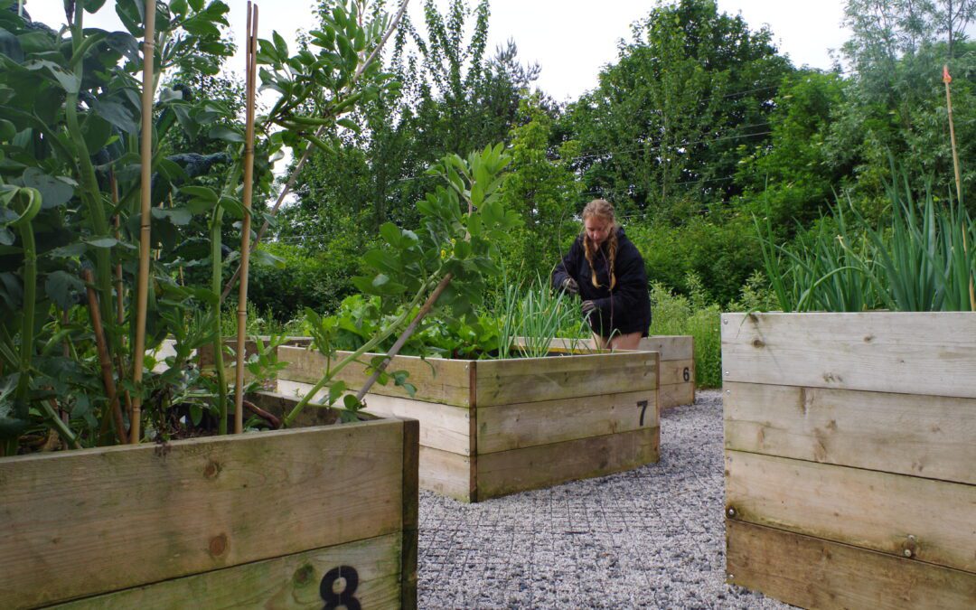 SWG3 Community Gardens in Glasgow